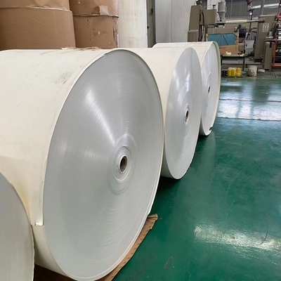 Greaseproof PE Coated Paper Roll Food Grade Eco-friendly Biodegradable
