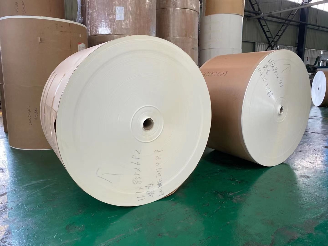 Single Wall PE Coated Paper Roll 350+12g Paper Cup Raw Material